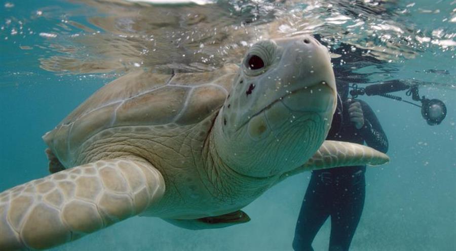 la fot&oacute;grafa mexicana Cristina Mittermeier fotografiando a una tortuga marina.