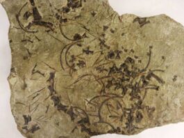 Imagen parcial del fósil de Trachelosaurus fischeri, que muestra vértebras de su cuello.
