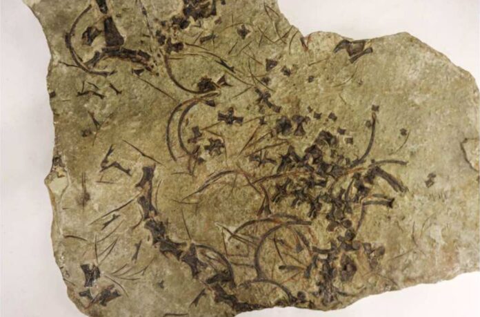 Imagen parcial del fósil de Trachelosaurus fischeri, que muestra vértebras de su cuello.