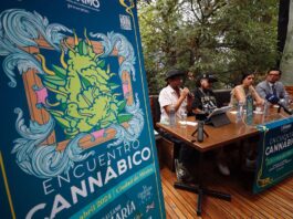 Colectivos prevén que México no regule el cannabis hasta que EE.UU. lo haga a nivel federal industria internacional del cannabis.