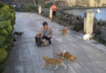 La presencia de los icónicos gatos del Viejo San Juan pende de un hilo gatos