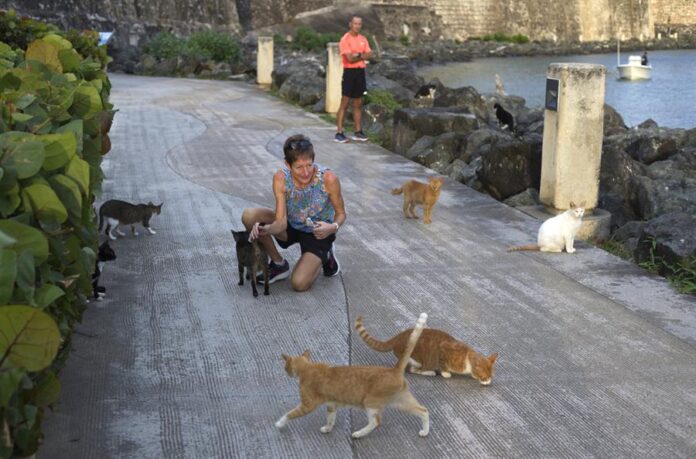 gatos en la muralla del barrio colonial del Viejo San Juan en Puerto Rico. gatos