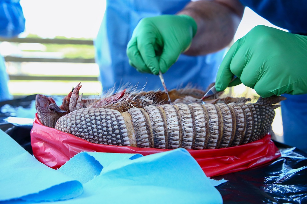 armadillo