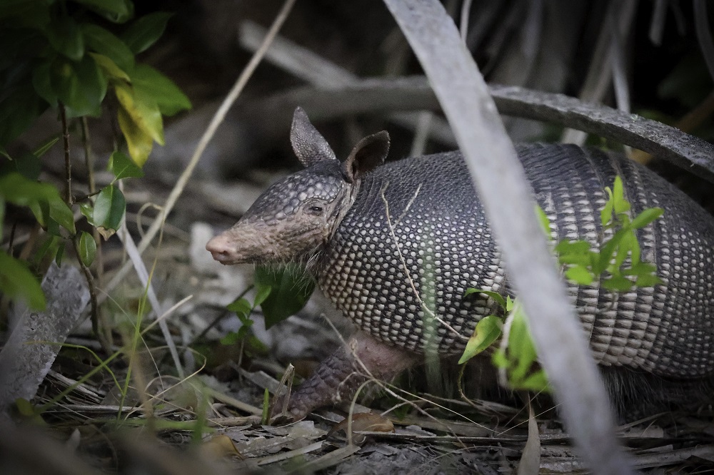 armadillo