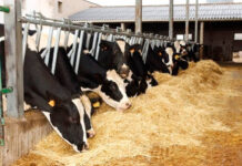 vacas-lecheras