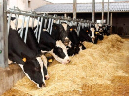vacas-lecheras
