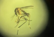 dengue