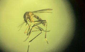 Florida registra los primeros tres contagios locales de dengue en EE.UU. este 2026 dengue