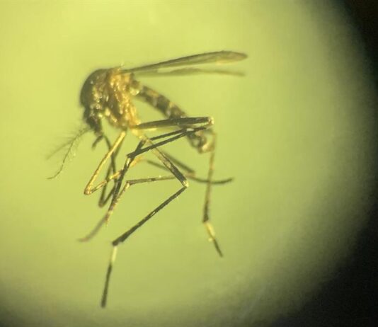 dengue