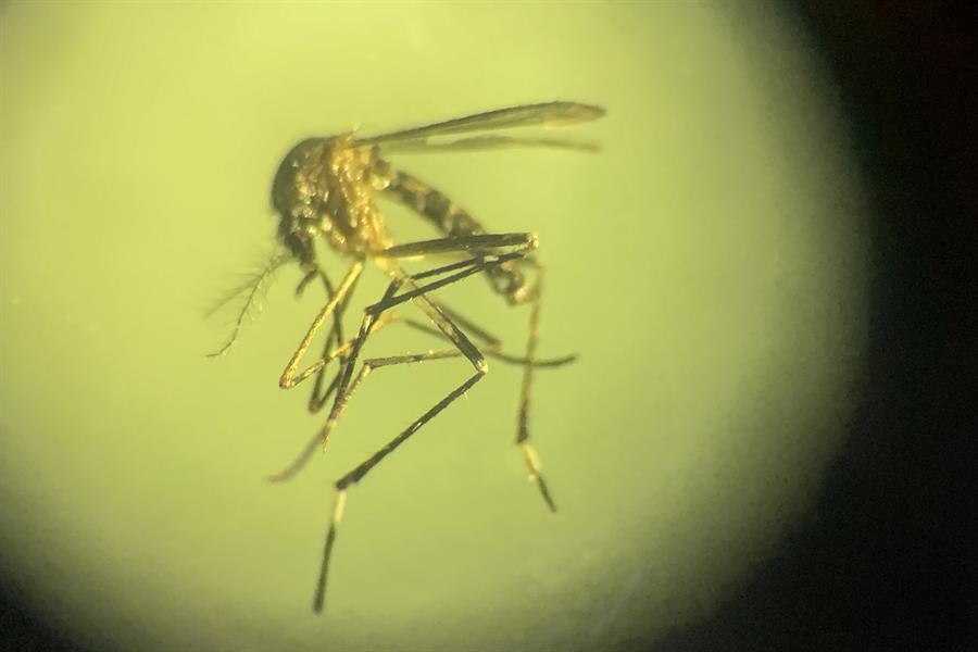 Más de 100 muertos por dengue en Centroamérica dengue