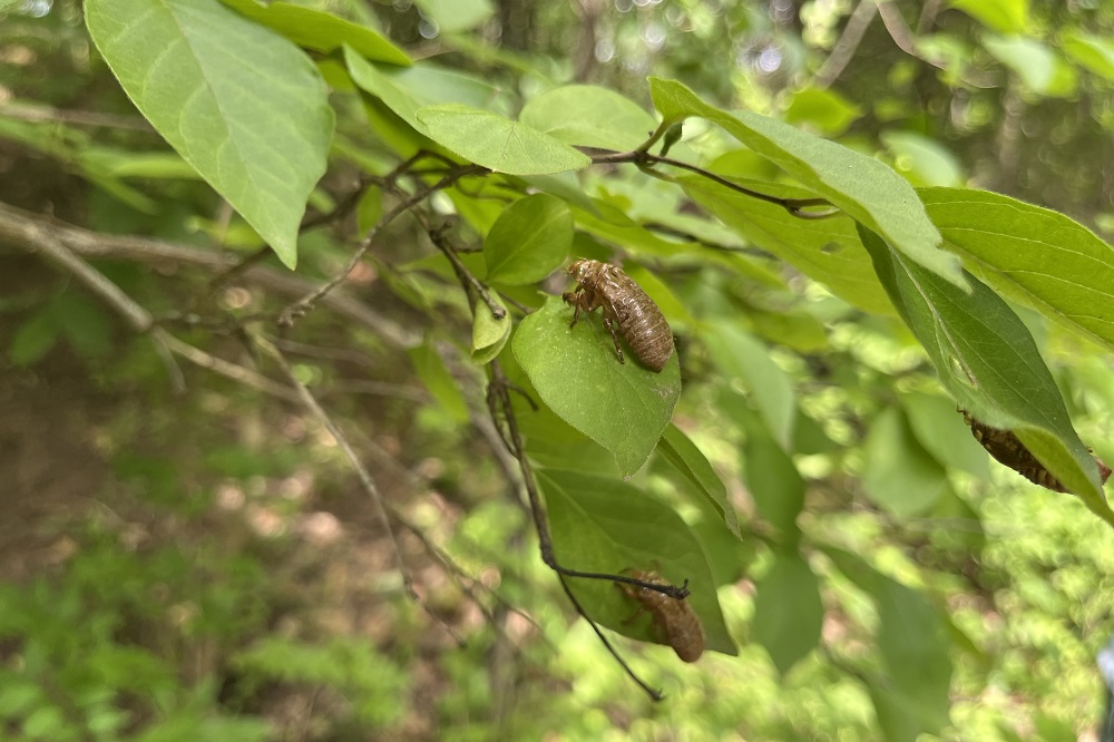 Nymph Cicada.