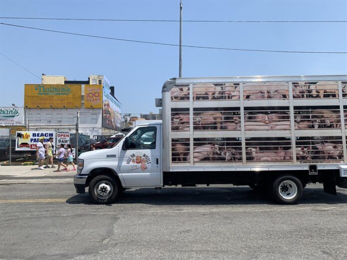 PETA se desplazó por los alrededores de la península Coney Island, que acoge el evento, con un camión empapelado de imágenes hiperrealistas