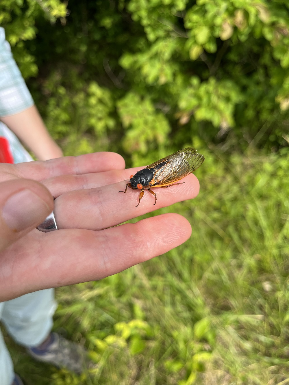 Red-eyed Periodical Cicada 01.