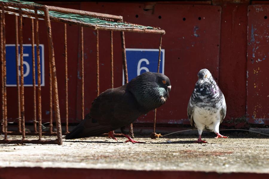 palomas en sus casilleros o jaulas dentro de un palomar, en La Habana