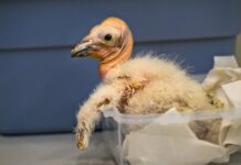 Zoológico de Los Ángeles celebra récord de polluelos nacidos de cóndores de California polluelos de cóndor nacidos en el Zoológico