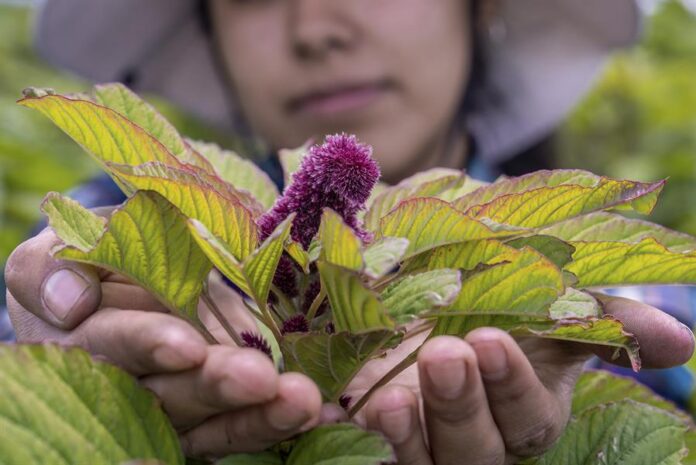 productora mostrando la flor de amaranto