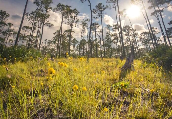 sendero de bosques llanos en el Parque Estatal Jonathan Dickinson