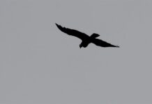un cóndor volando sobre el páramo El Almorzadero