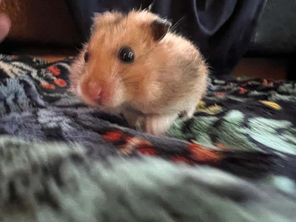 rata