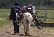 Una persona transporta en un burro obsequios, alimentos y materiales educativos para llevarlos a indígenas rarámuris (1)