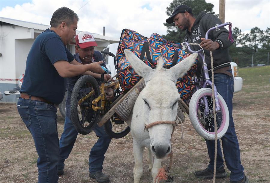 Una persona transporta en un burro obsequios, alimentos y materiales educativos para llevarlos a indígenas rarámuris (2)