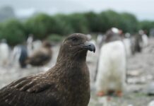 Detectan primer caso de gripe aviar sin contacto con animales en Misuri Vista de un págalo pardo subantártico, una de las especies contagiadas por gripe aviar en la región antártica
