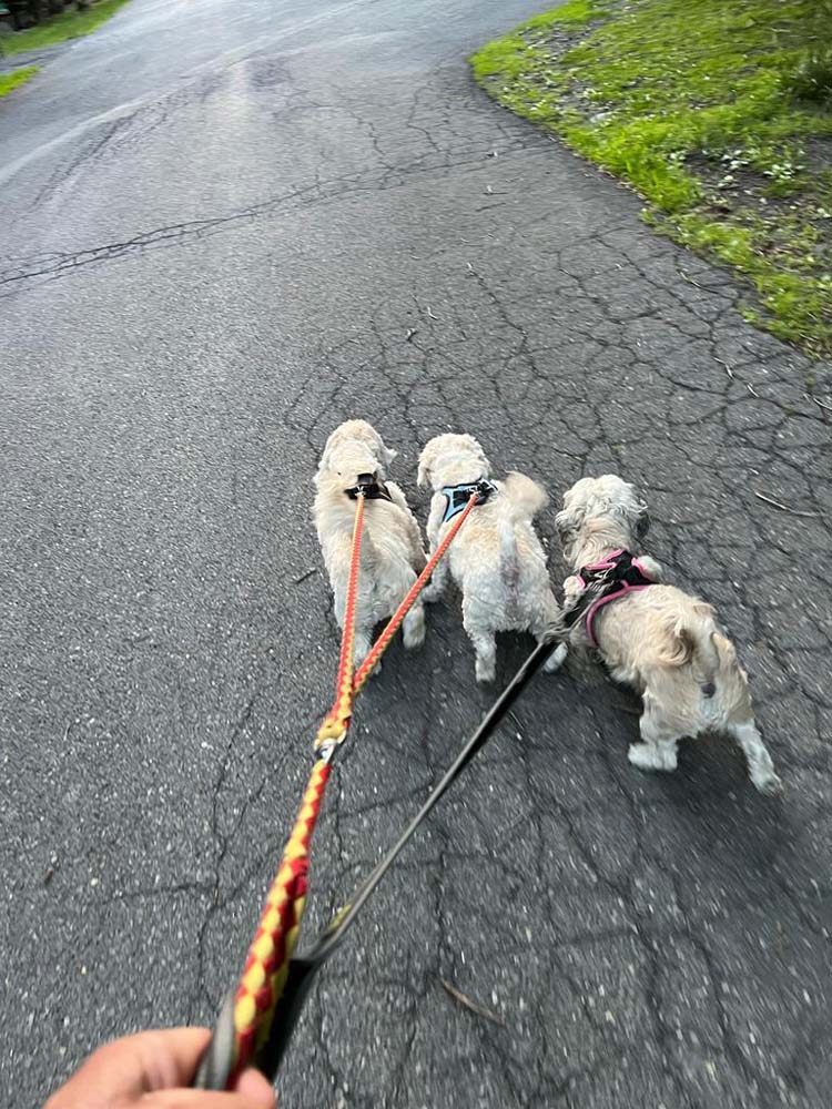 familia perruna