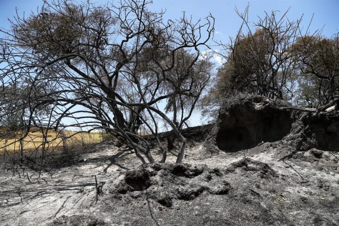se observa una zona afectada por un incendio incendio