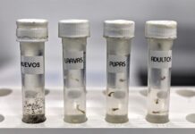 tubos con huevos, larvas, pupas y mosquitos adultos en el laboratorio de la Unidad de Control de Vectores, en San Juan