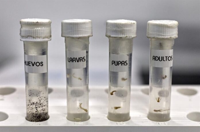 tubos con huevos, larvas, pupas y mosquitos adultos en el laboratorio de la Unidad de Control de Vectores, en San Juan