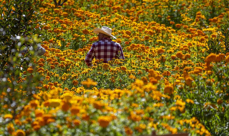Un campesino revisa flores de cempasúchil,