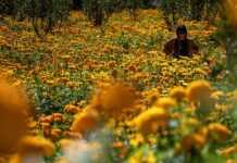 Una mujer camina por un campo de flores de cempasúchil,