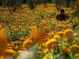 Una mujer camina por un campo de flores de cempasúchil,