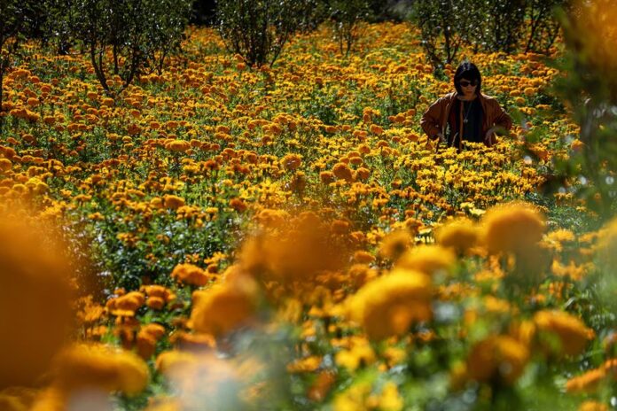 Una mujer camina por un campo de flores de cempasúchil, Una mujer camina por un campo de flores de cempasúchil,