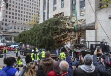 El árbol de Navidad del Rockefeller Center llega a Nueva York para inaugurar la temporada El árbol de Navidad del Rockefeller Center llega a Nueva York (3)