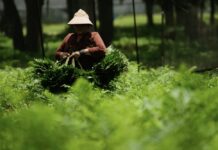 Republicana presenta proyecto ‘Programa Bracero 2.0’ para aliviar escasez de mano agrícola LaborHeat_
