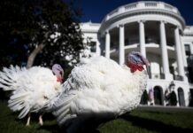 Biden indulta a sus últimos pavos, Peach y Blossom, que simbolizan la "resistencia" Peach y Blossom es el nombre de los dos pavos