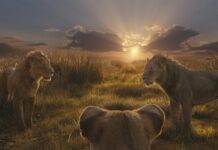 La gran estrella de este año es, sin duda, la nueva versión de 'El rey León', un prodigio de acción real que se estrena la semana antes de la Navidad
