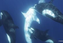 Una manada de orcas puede haber logrado habilidades para cazar al pez más grande del mundo Una manada de orcas puede haber adquirido habilidades especiales para cazar al tiburón ballena