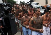 ms13