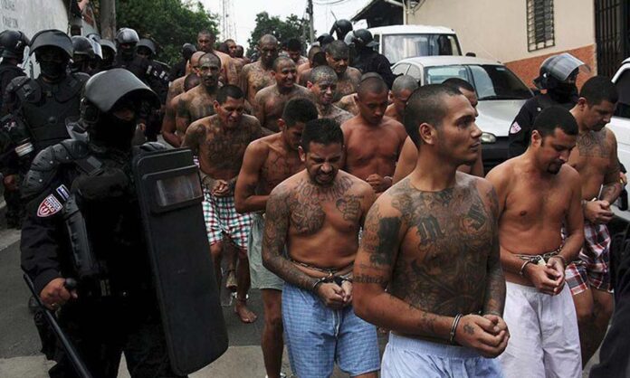 ms13