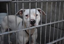 perros ladrando en Pasadena Humane Society este sábado, en Los Ángeles