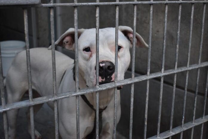 perros ladrando en Pasadena Humane Society este sábado, en Los Ángeles