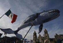 replica de una ballena en una manifestación este miércoles, en Ciudad de México (2)