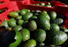 Productores de aguacate