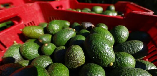 Productores de aguacate