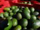 México acuerda medidas en seguridad y sanidad para fortalecer la industria del aguacate Productores de aguacate