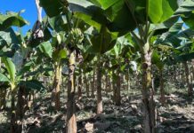 Aranceles de Trump preocupan a industriales y plataneros del sur de México pese a la pausa cultivo de plátano