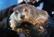 marmota Phil