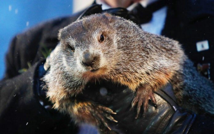 marmota Phil marmota Phil